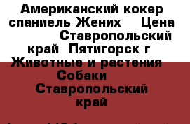 Американский кокер спаниель.Жених. › Цена ­ 1 500 - Ставропольский край, Пятигорск г. Животные и растения » Собаки   . Ставропольский край